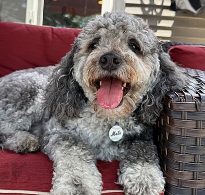 Felix chegou em segurança. A imagem mostra o cão relaxando em uma poltrona.