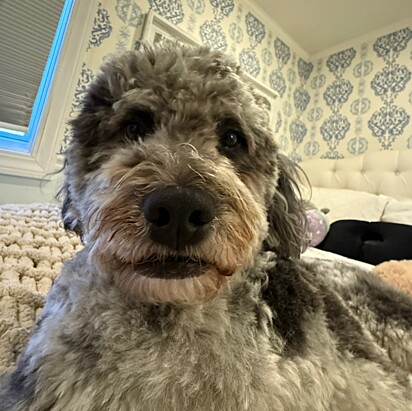 Felix, um cão mini bernadoodle, não queria mudar o visual. A imagem mostra o cão Felix com uma expressão facial engraçada.