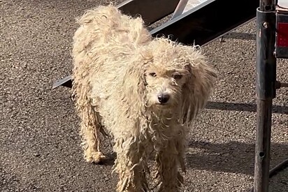 A cachorrinha foi encontrada com o pelo sujo e com dreads.
