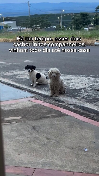 Os cachorros eram amigos e tentavam sobreviver sozinhos.