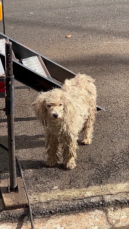 A cachorrinha estava em situação de negligência.