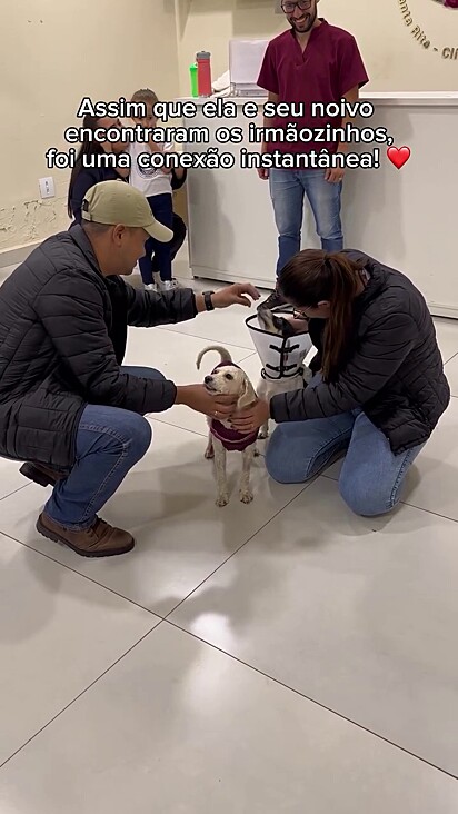 Momento em que a nova tutora conhece a dupla de cães.