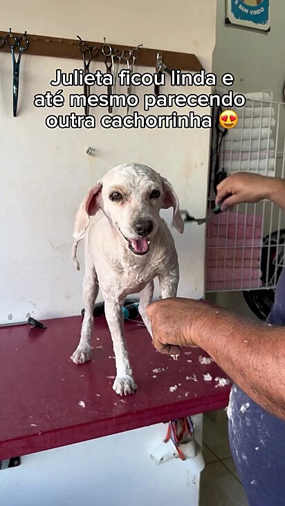 A cachorrinha Julieta ficou irreconhecível após a tosa.