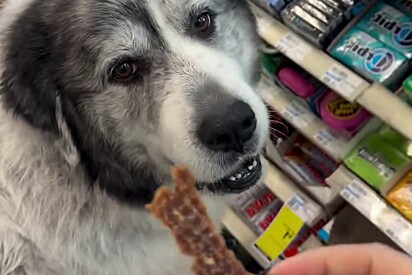 Conheça Ritchie, o cachorro gigante que vai sozinho à mesma farmácia todo dia por um motivo adorável.