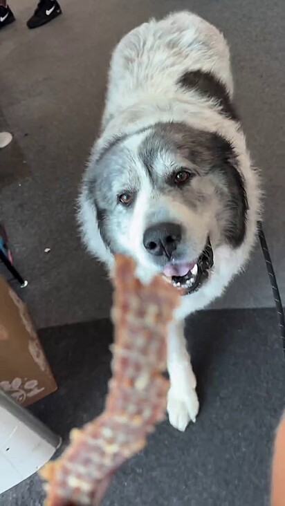 O cachorro adora ganhar petiscos.