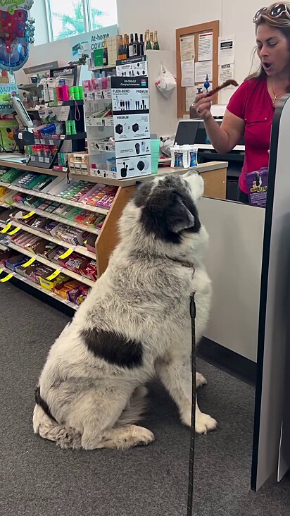 O cachorro que adora visitar a farmácia todos os dias.
