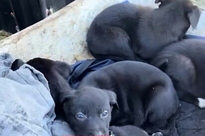 Morador de rua visto levando 4 filhotes em carrinho de mão chama atenção ao fazer apelo emocionante.