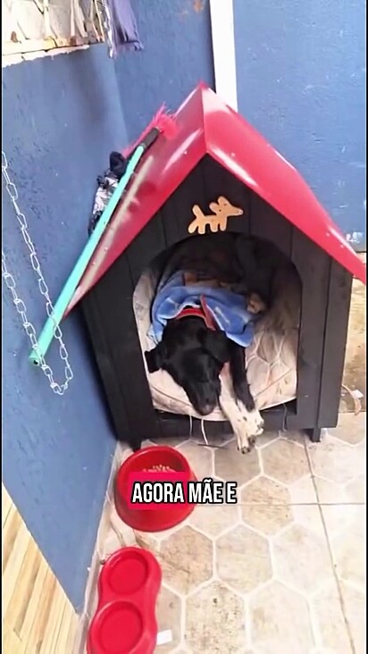 A cachorrinha dormindo dentro de uma casinha.