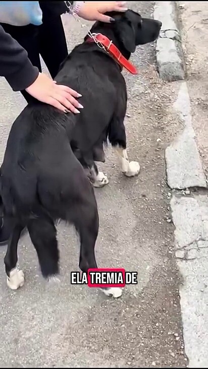 A cachorrinha mãe foi resgatada por 50 reais.