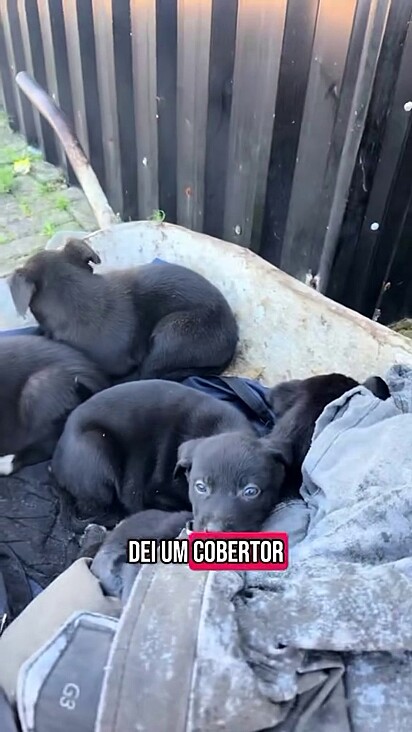 Os filhotes estavam tremendo de frio.