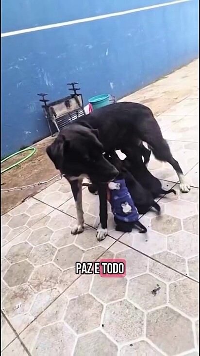 Cachorrinha e seus filhotes foram unidos graças a uma corrente de solidariedade.