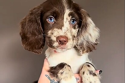 Cão merle spaniel nasce com coloração azul intensa nos olhos e beleza chama atenção.