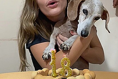 Sinais de que seu cachorro está ficando idoso e quais cuidados tomar nessa fase.