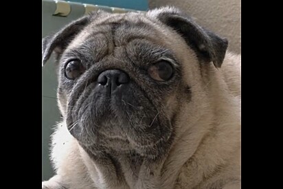 O que fazer se o olho do seu cachorro começar a ficar marrom