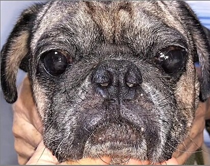 A imagem mostra um cão com ceratite pigmentar.