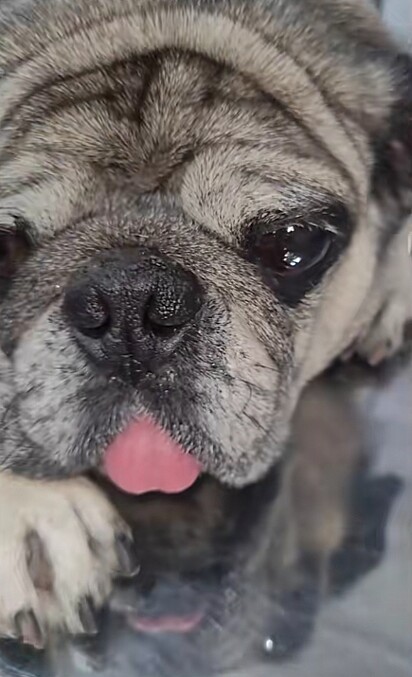 A imagem mostra um cão buldogue com ceratite pigmentar.