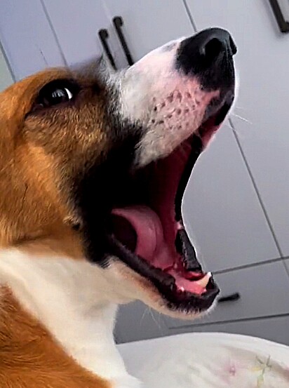 O vira-lata Bambam reclamando.