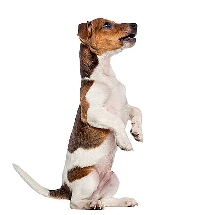 Raças como os jack russels são os que mais usam essa posição.