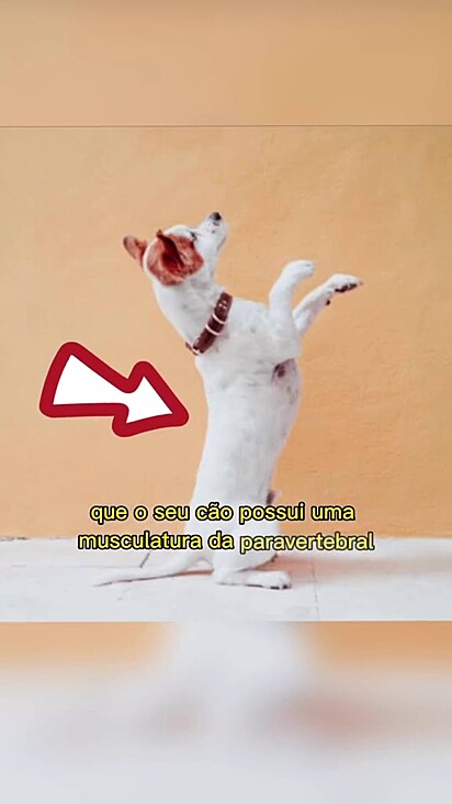 Os cães sabem ficar nessa posição de maneira confortável.