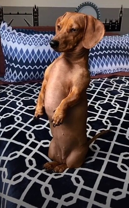 Cachorrinha dachshund sentada sobre duas patas.