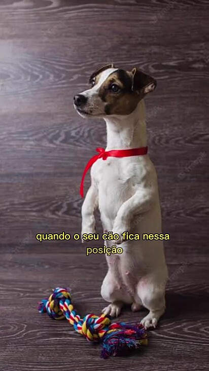A posição do cachorro sentar lembra um suricato.