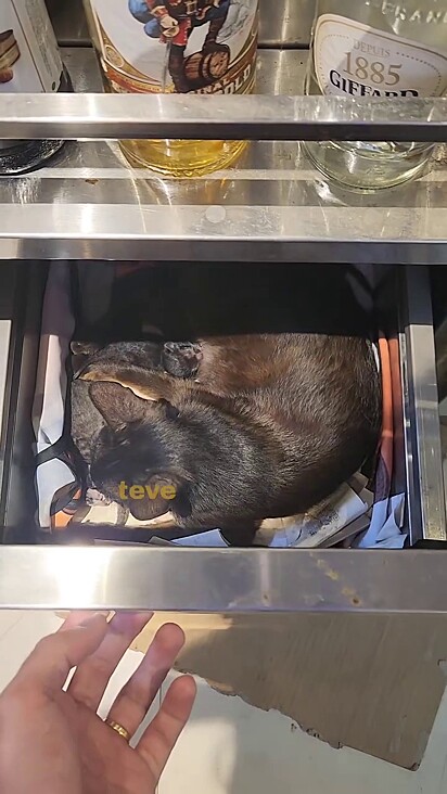 A gata dentro da gaveta junto com seus filhotes.