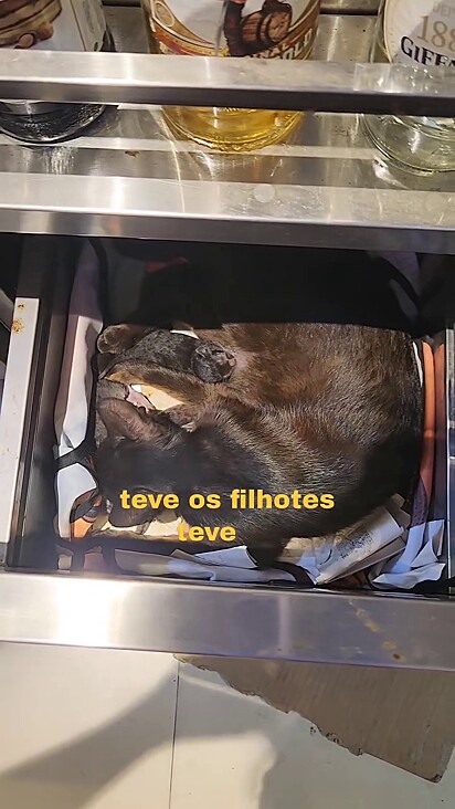 A imagem mostra uma gata cuidando de seus filhotes dentro da gaveta do móvel do bar.