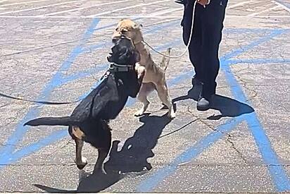 Cachorro estopinha se nega a sair de abrigo sem sua irmã: Nunca vi cães tão unidos quanto eles