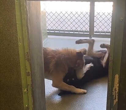 Os cães Pancho e Pancha brincando nas dependências do abrigo.