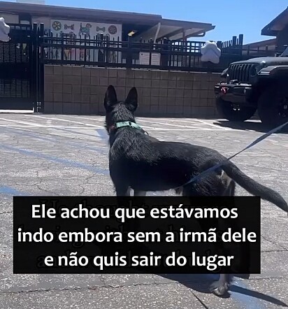 O cachorro Pancho, ansioso, esperando por sua irmã canina.