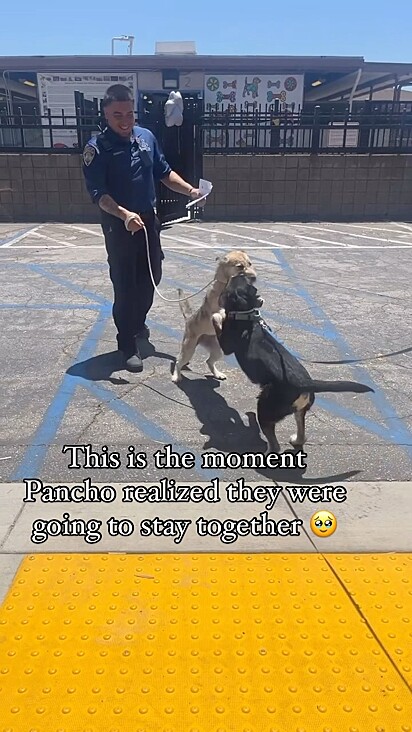Os cães Pancho e Pancha brincando no estacionamento após se reencontrarem.