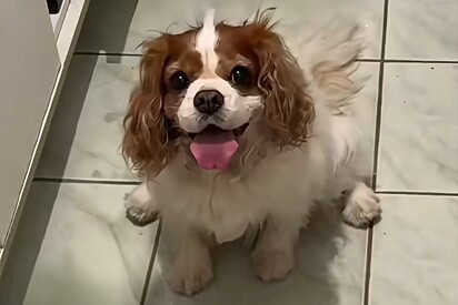 Especialista em comportamento canino explica como percebeu que sua cachorrinha estava passando mal.