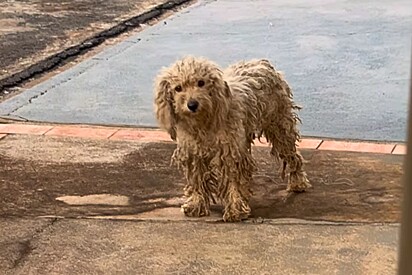 Casal resgata cãozinho das ruas e descobre: ele é ela — e tem um parceiro inseparável.