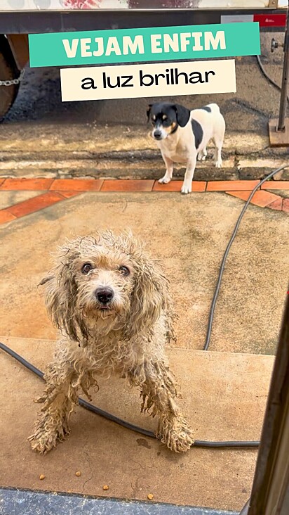O cãozinho foi resgatado em péssimas condições.
