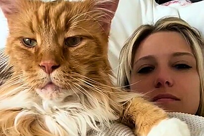 Conheça Finn, o enorme gato da raça Maine Coon, maior que uma criança de 9 anos.