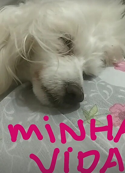 A cachorrinha de Jacqueline Bahls faleceu aos dez anos de idade.