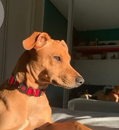 Nala, uma cachorrinha vira-lata caramelo.