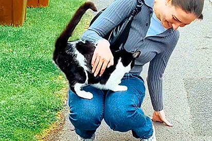 Gato aleatório pula no colo de mulher na rua; especialistas explicam o que está por trás de comportamento felino.