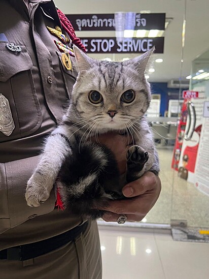 Nub Tang, uma gata American Shorthair, foi levada à delegacia após ser encontrada sozinha na rua.