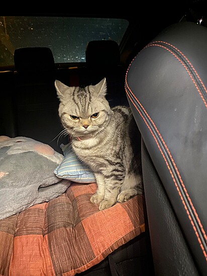 Nub Tang nem um pouco contente no banco de trás do carro de Da Pakeesuk.