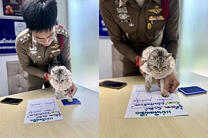 A gata foi fichada na polícia, com direito à coleta de “digitais”.