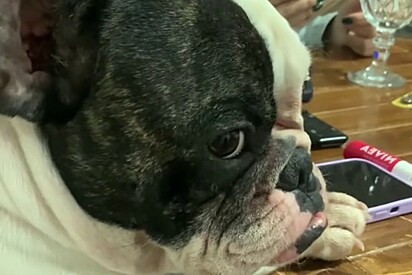 O cão ficou indignado com a situação.