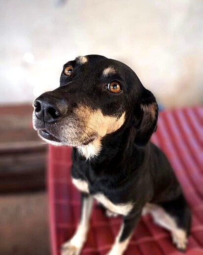 A cachorrinha faleceu em 2023.