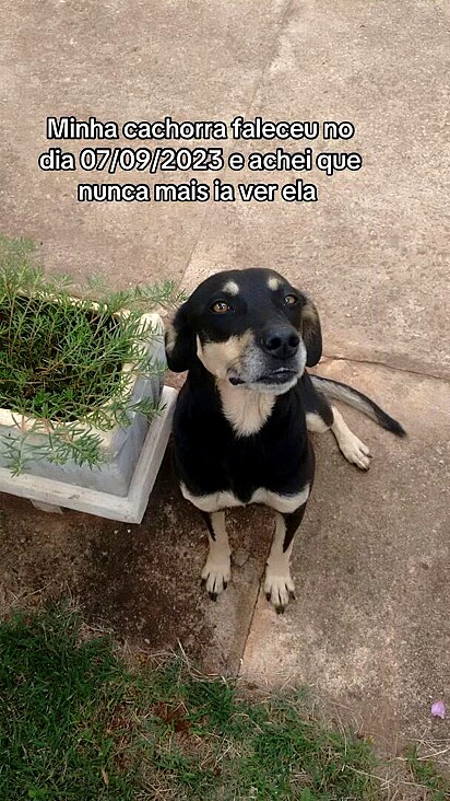 A cachorrinha Neguinha sempre será amada.