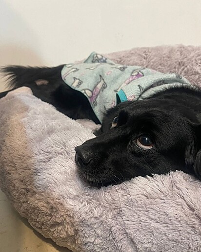 O vira-lata Marlon, de pijama, deitado em sua caminha.
