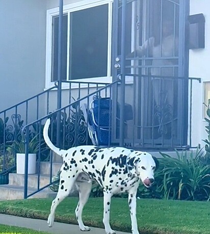 A imagem mostra Tucker voltando para casa, se lambendo, satisfeito.