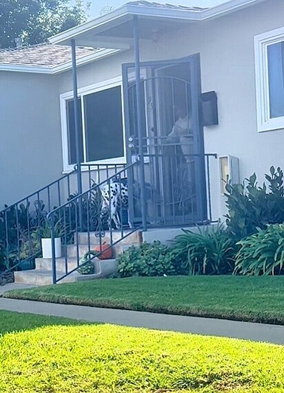 A imagem mostra Tucker, um cachorro dálmata, na porta dos vizinhos.
