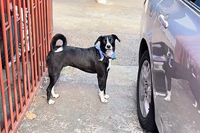 Cachorro fica famoso ao fingir estar fazendo alguma coisa em frente às câmeras.