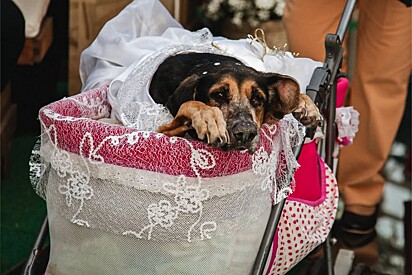 Antes de cão falecer, tutora realiza sonho dele participar de seu casamento e cena emociona milhões.