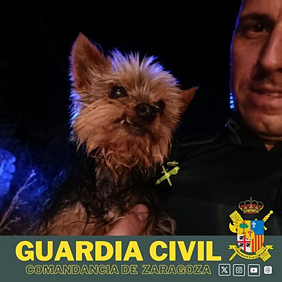 A imagem mostra o Yorkshire no colo de um policial.
